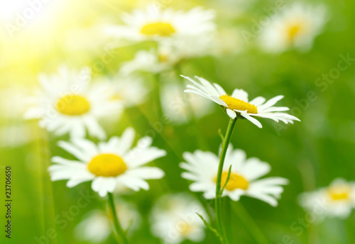 White and yellow daisies © SJ Travel Footage