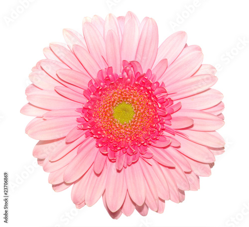 Fototapeta Naklejka Na Ścianę i Meble -  pink gerbera daisy isolated on white