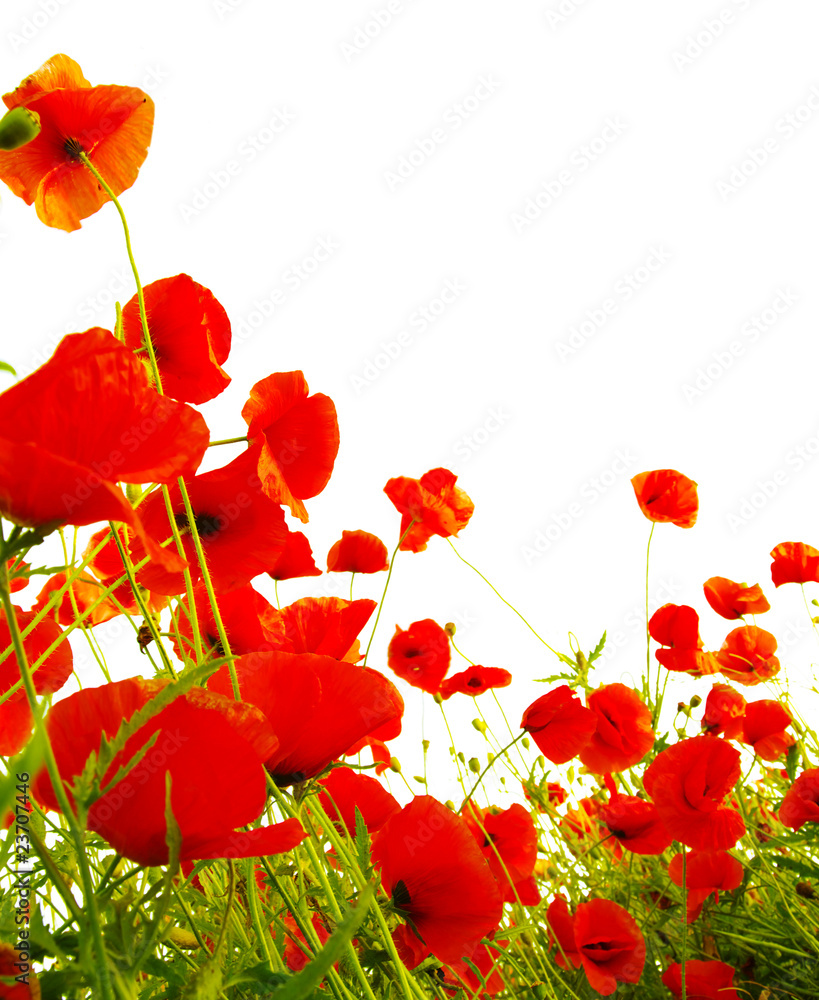 Obraz premium red poppies