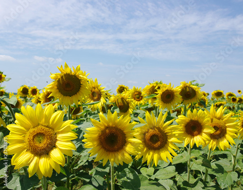 sunflowers