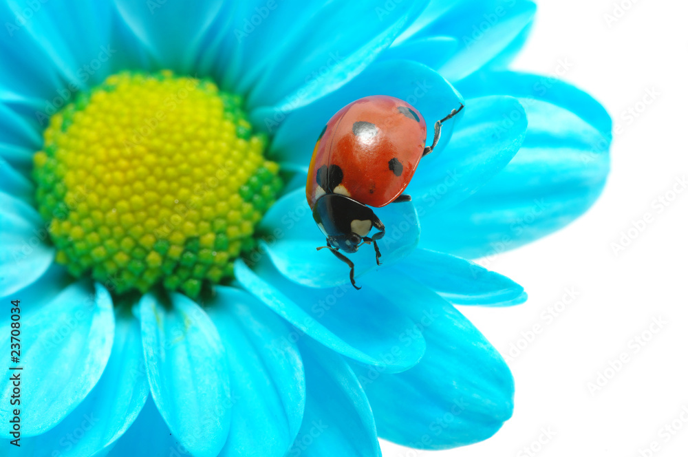 Obraz premium ladybird