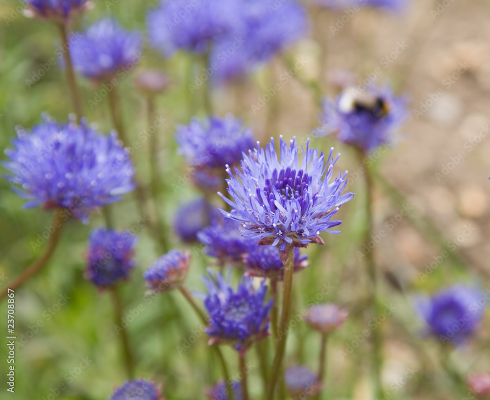 blue flowers of Jasione heldreichii