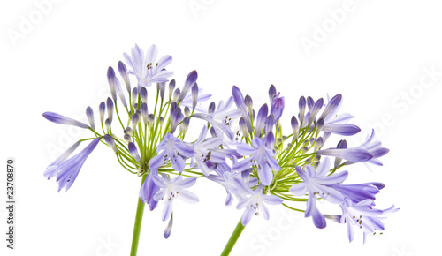 African lily  Agapanthus africanus  isolated