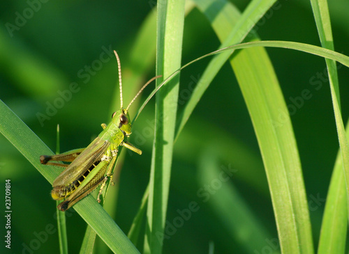 Grasshopper photo