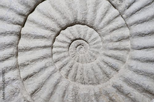 Shel Fossil