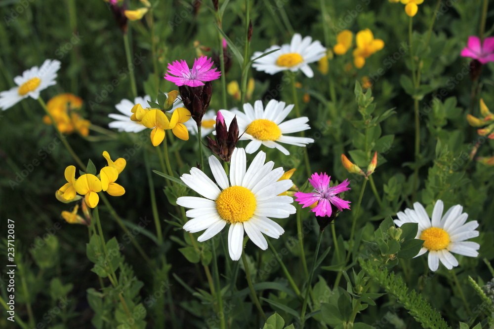 Fototapeta premium blumen auf magerwiese