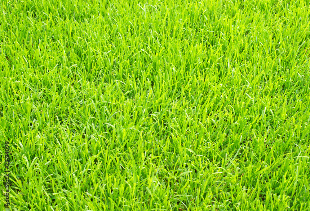 Fußball Rasen - Soccer Grass Fußball Rasen - Soccer Grass