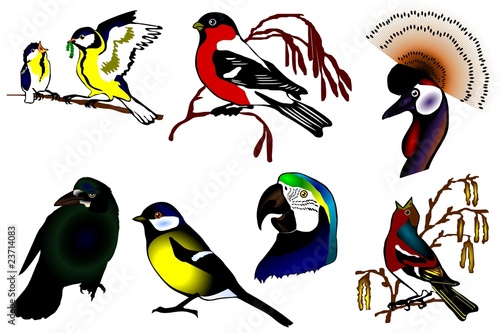 birds color collection vector