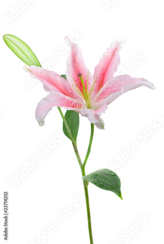 Billede på lærred Pink stargazer lily (Lilium Stargazer)