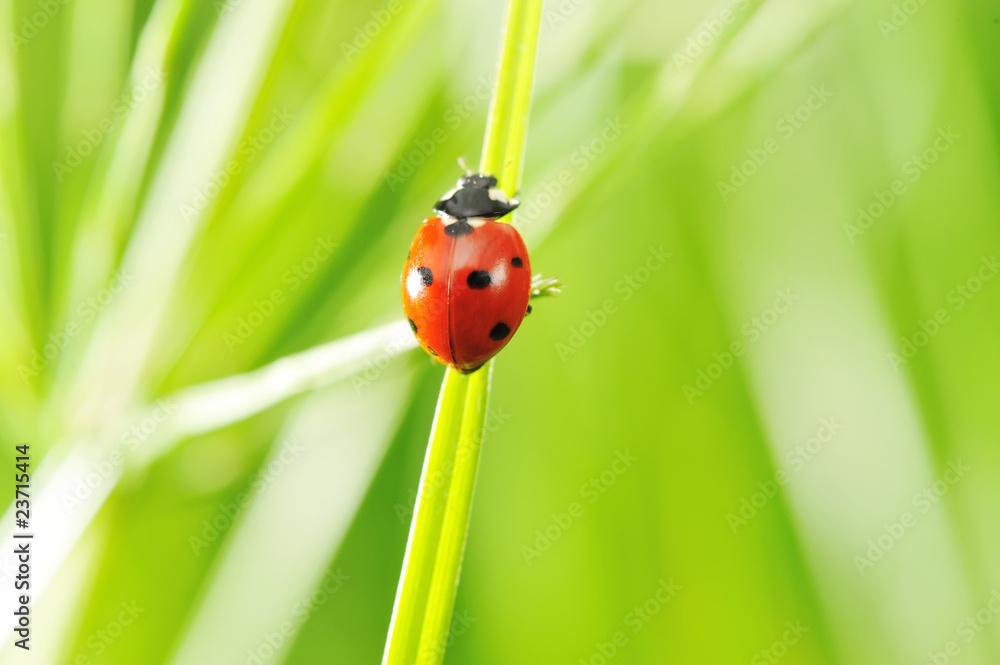 Ladybug Ladybug