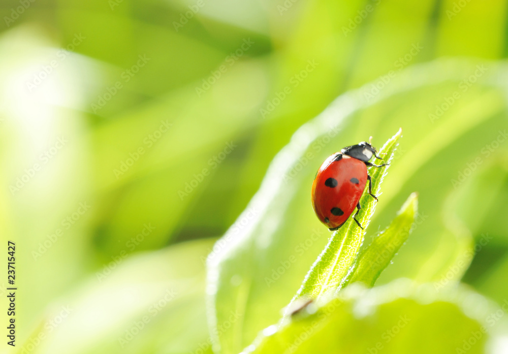 Ladybug Ladybug