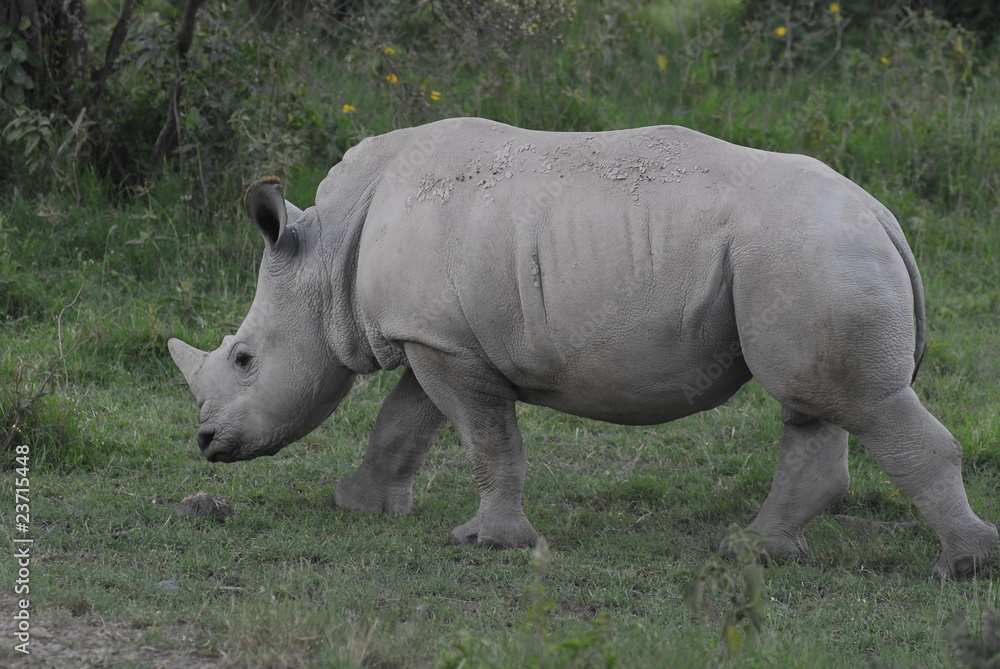 Rhinoceros (Rhinocerotidae), Lake Nakuru, Kenya Rhinoceros (Rhinocerotidae), Lake Nakuru, Kenya