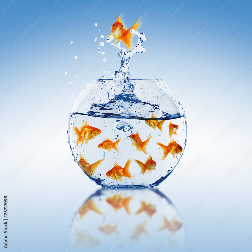Goldfish jump Goldfish jump