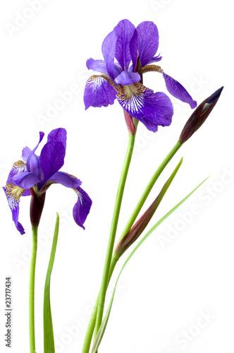 Fototapeta Naklejka Na Ścianę i Meble -  Two iris flowers