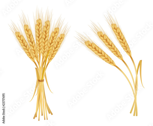 Photo-realistic vector illustration. Ears of wheat.