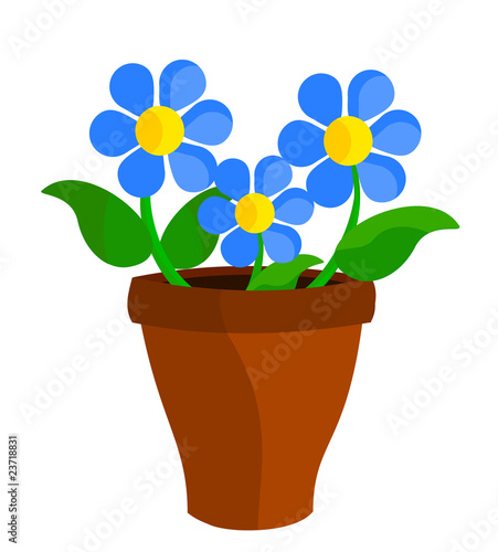 Blue flowers in pot