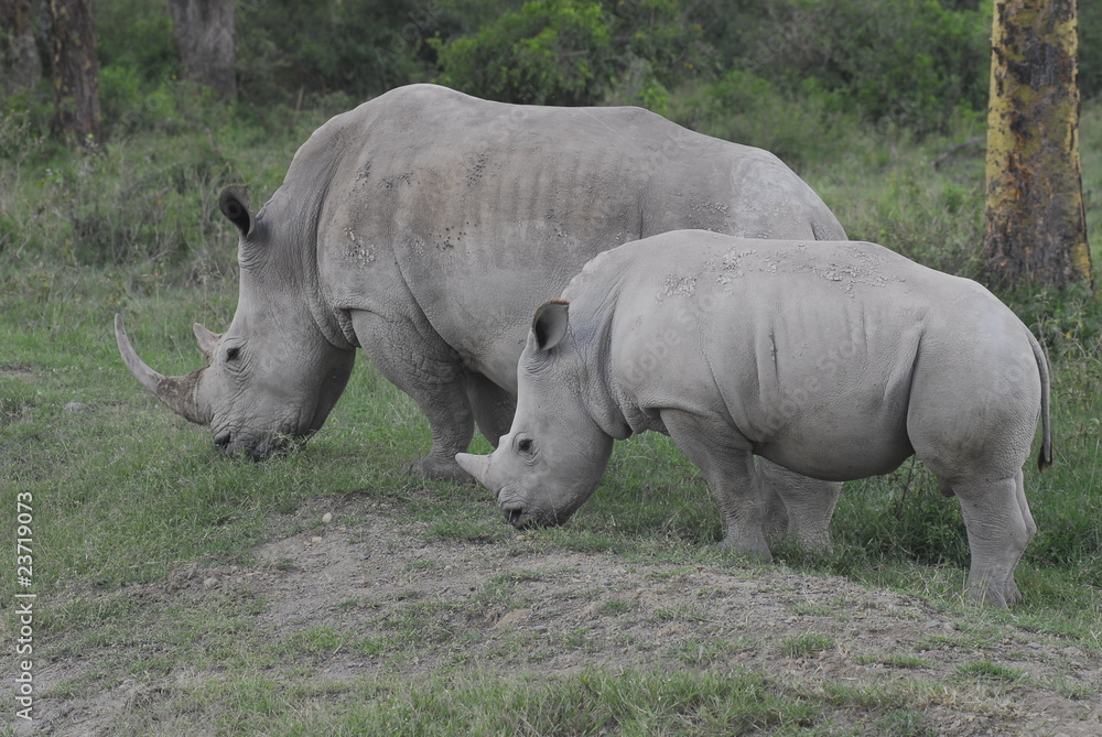 Rhinoceros (Rhinocerotidae), Lake Nakuru, Kenya Rhinoceros (Rhinocerotidae), Lake Nakuru, Kenya