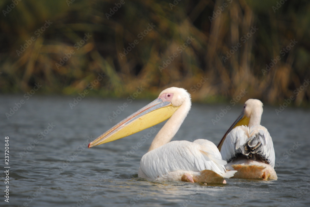 Great White Pelican (Pelecanus onocrotalus), lake Nakuru Great White Pelican (Pelecanus onocrotalus), lake Nakuru