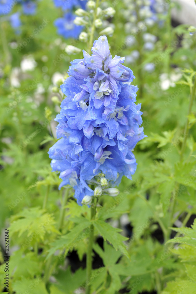 Delphinium Magic Foutains