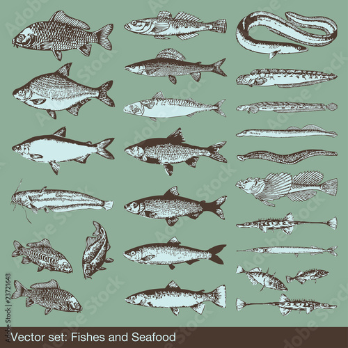 Vector set: fish, shells and seafood