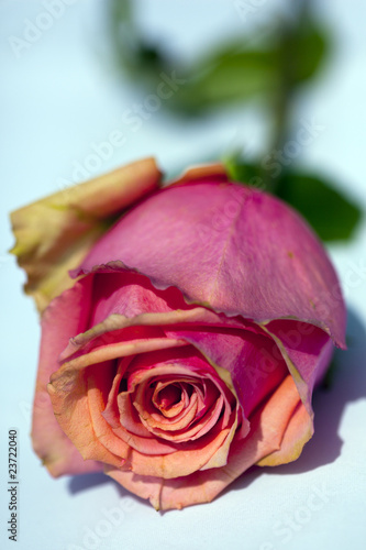 close up of a pink roze