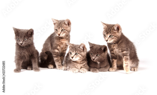 Fototapeta Naklejka Na Ścianę i Meble -  Five gray kittens on white background