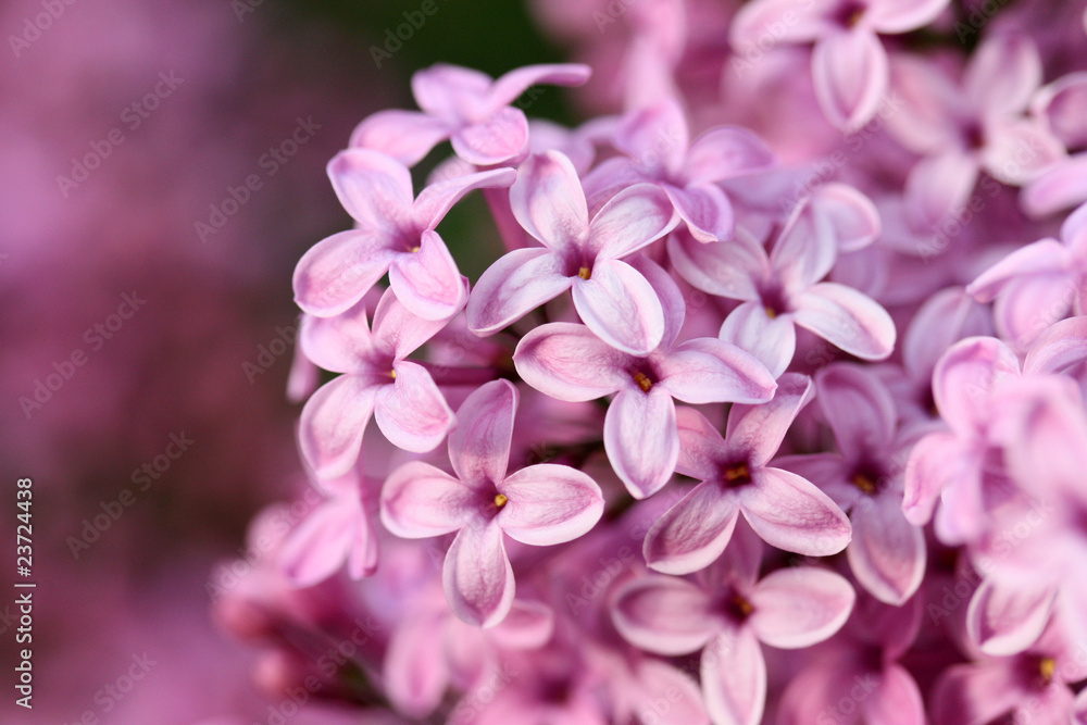 Violet Lilacs