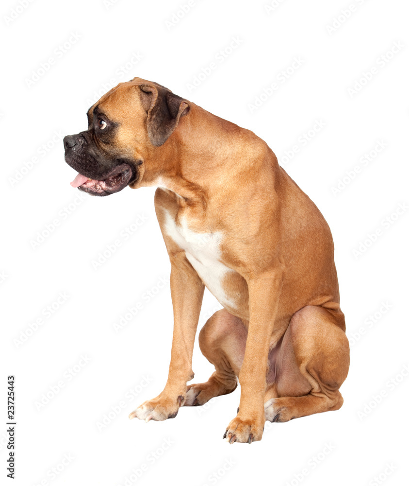 Boxer breed dog Boxer breed dog