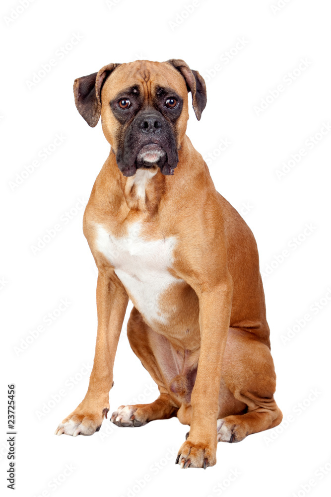 Boxer breed dog