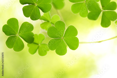 Clovers for backgrounds
