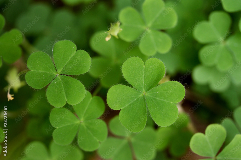 Green clover background Green clover background