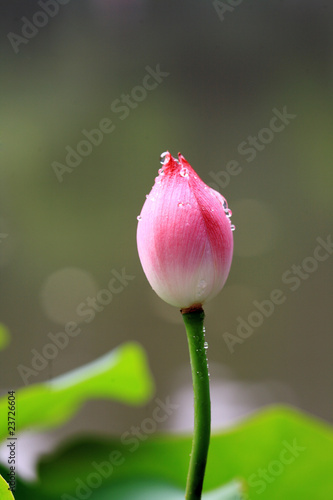 The shot of lotus leafs and the bud.