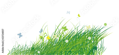 Green field with butterflies, summer background