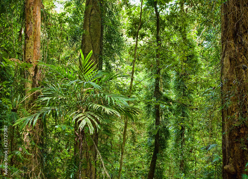 beautiful plants trees in rain forest