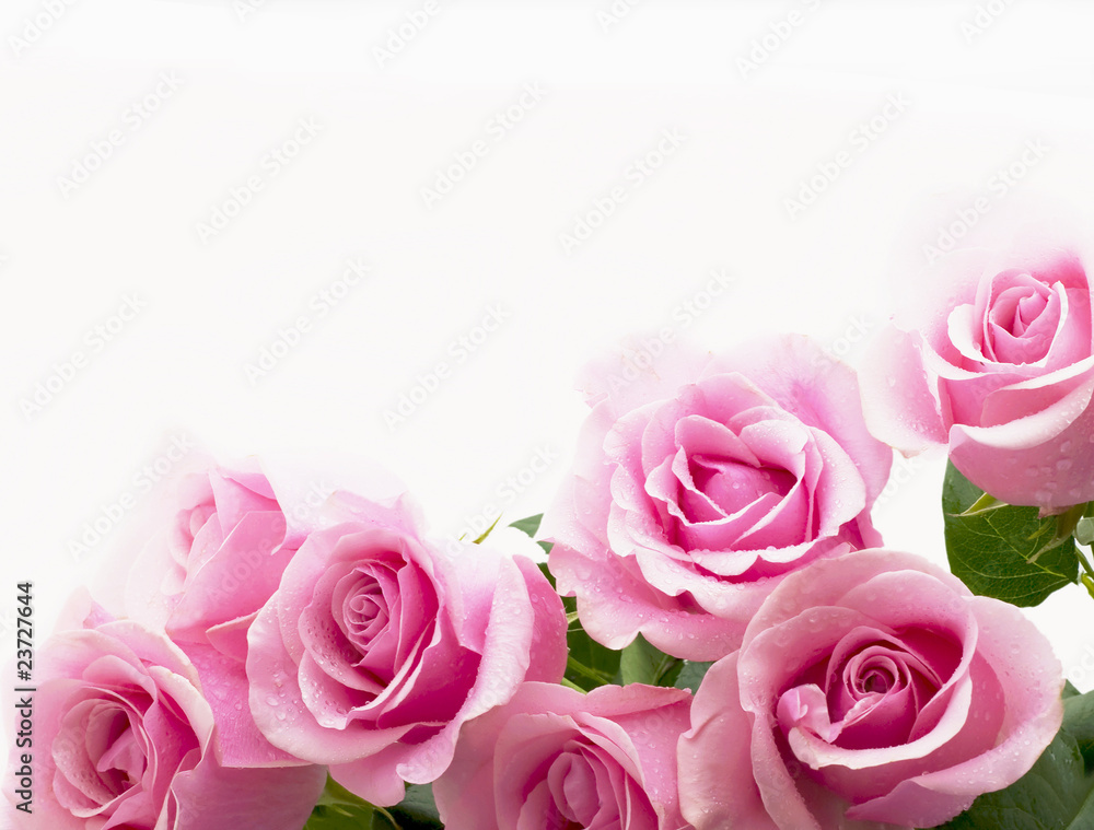 Rose Rose