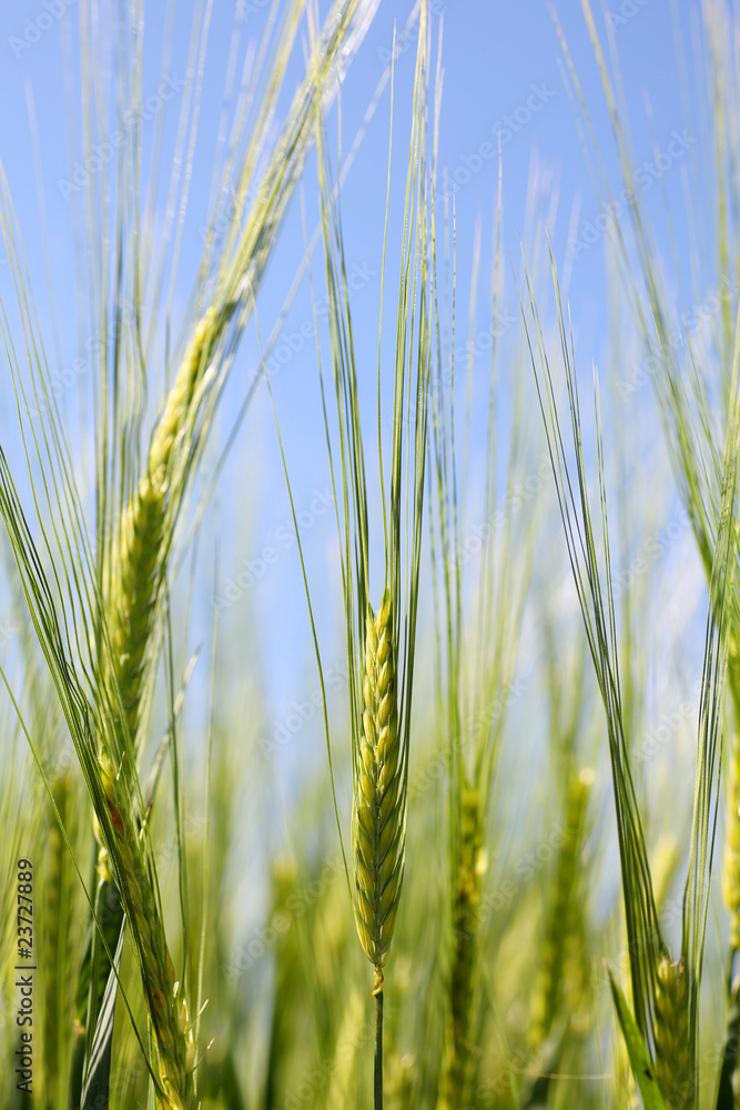 Ackerbau - Landwirtschaft Ackerbau - Landwirtschaft