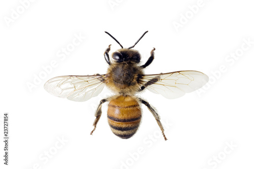 Bee,  Apis mellifera
