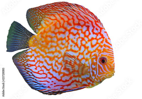 discus