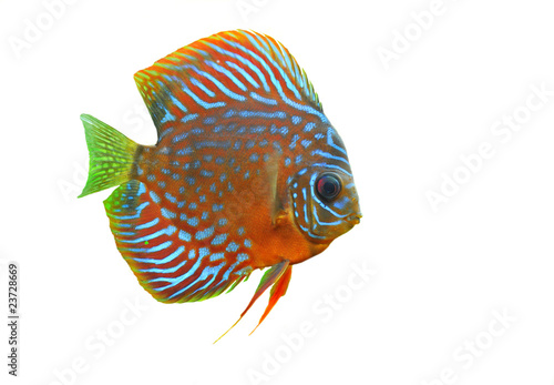 discus photo