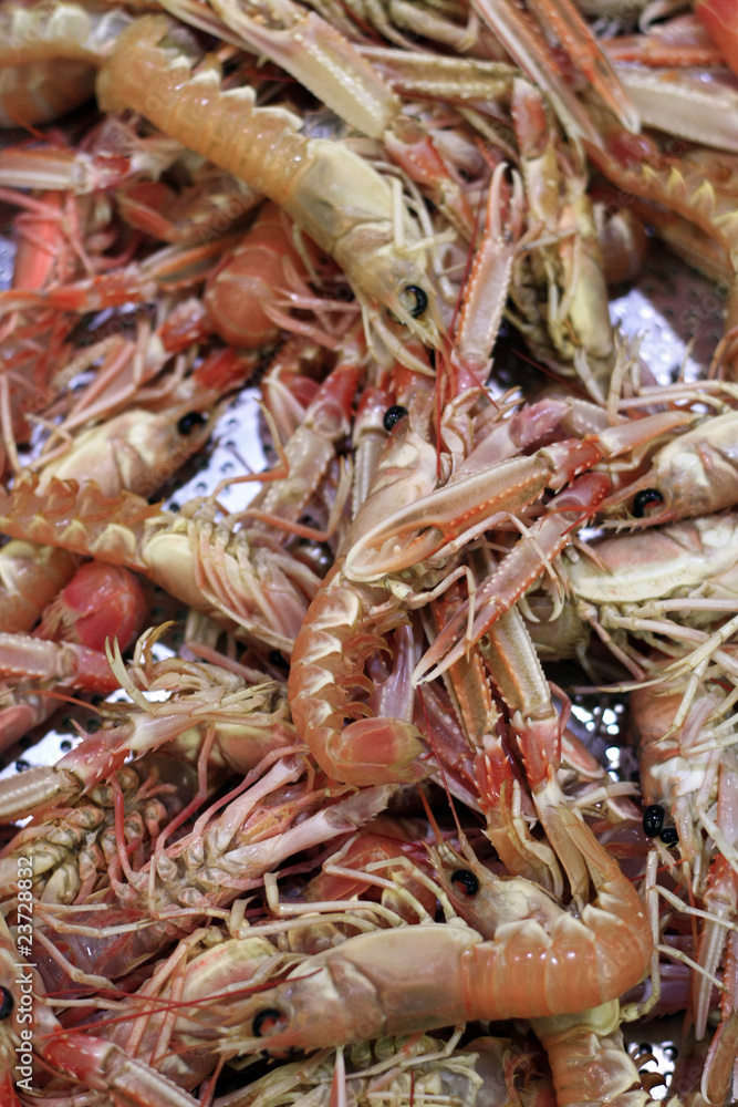 langoustines en vrac langoustines en vrac