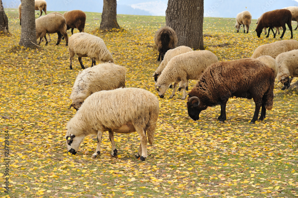 Obraz premium sheep