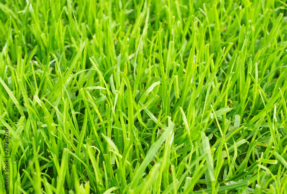 Fußball Rasen Nahaufnahme - Soccer Grass Closeup Fußball Rasen Nahaufnahme - Soccer Grass Closeup