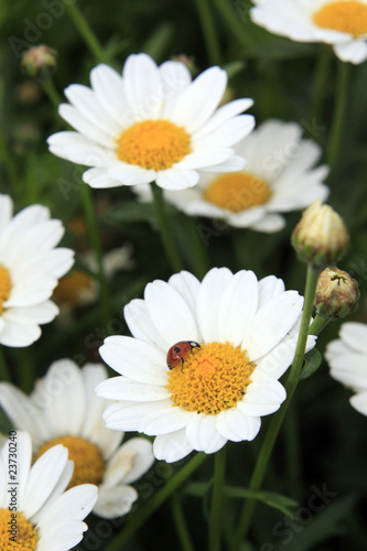 p  querettes et coccinelle