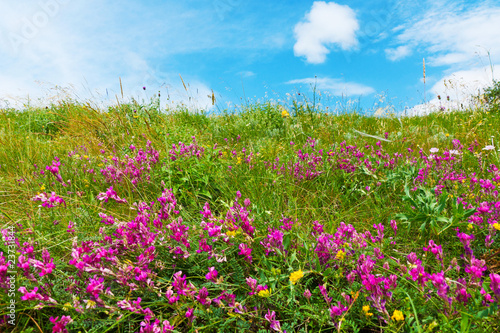 Flower meadow