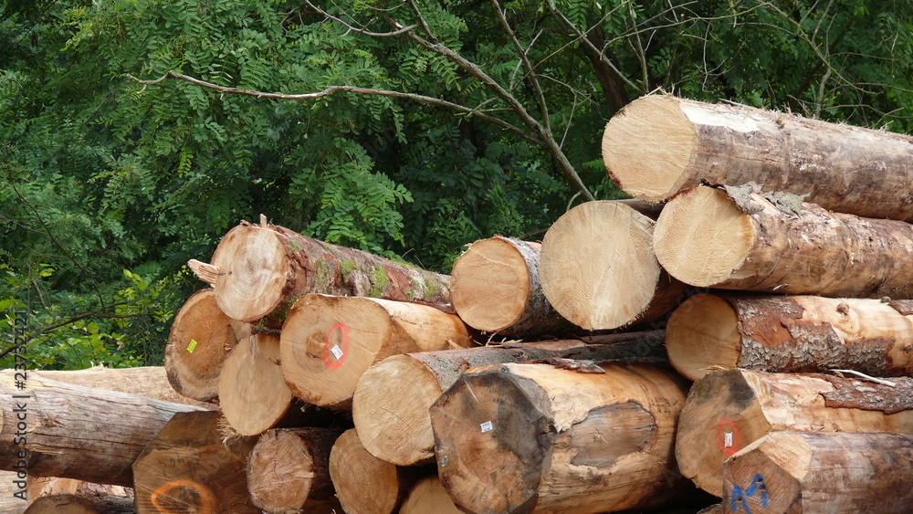 Gefällte Baumstämme aufeinander liegend Gefällte Baumstämme aufeinander liegend