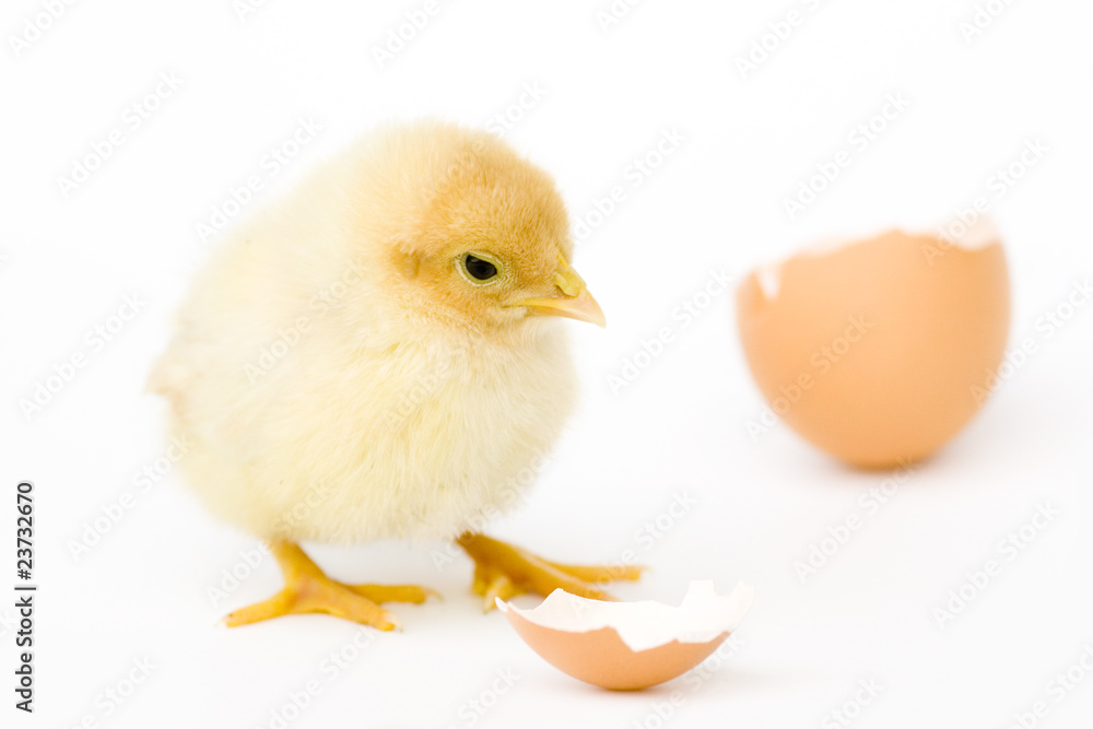 Hühnerküken Hühnerküken