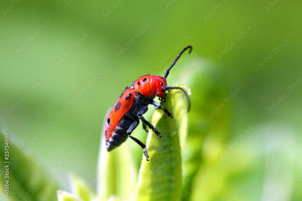 Red Milkweed Beetle Red Milkweed Beetle