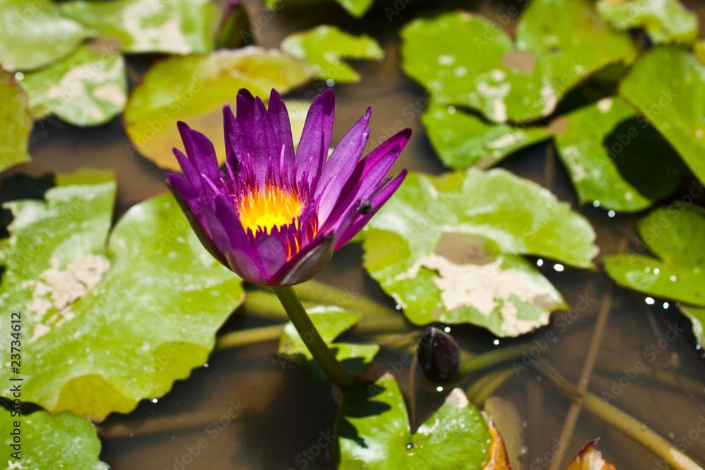 lotus lotus