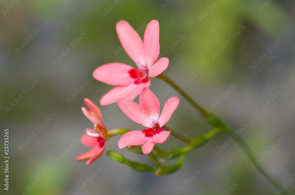 ヒメヒオウギの花 ヒメヒオウギの花