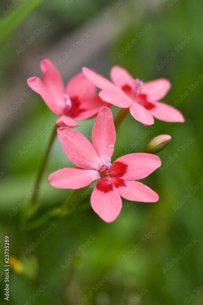 ヒメヒオウギの花 ヒメヒオウギの花